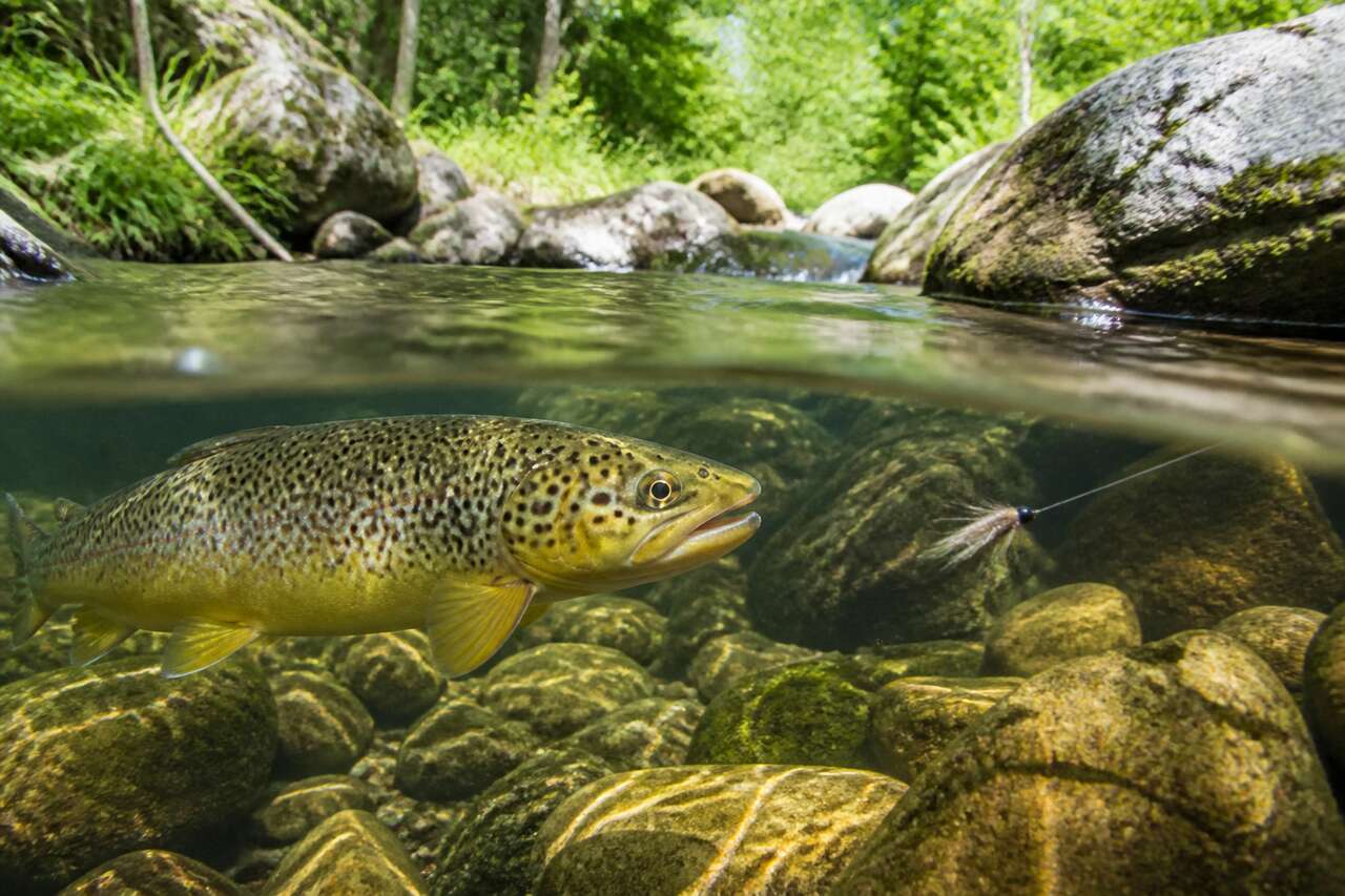 Truite : astuces et techniques pour la pêcher autrement